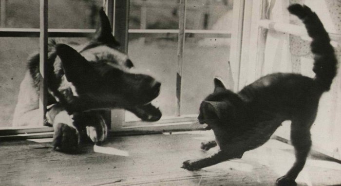 Startle_pattern_in_animals