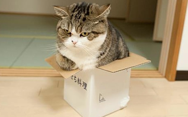 maru-in-a-box