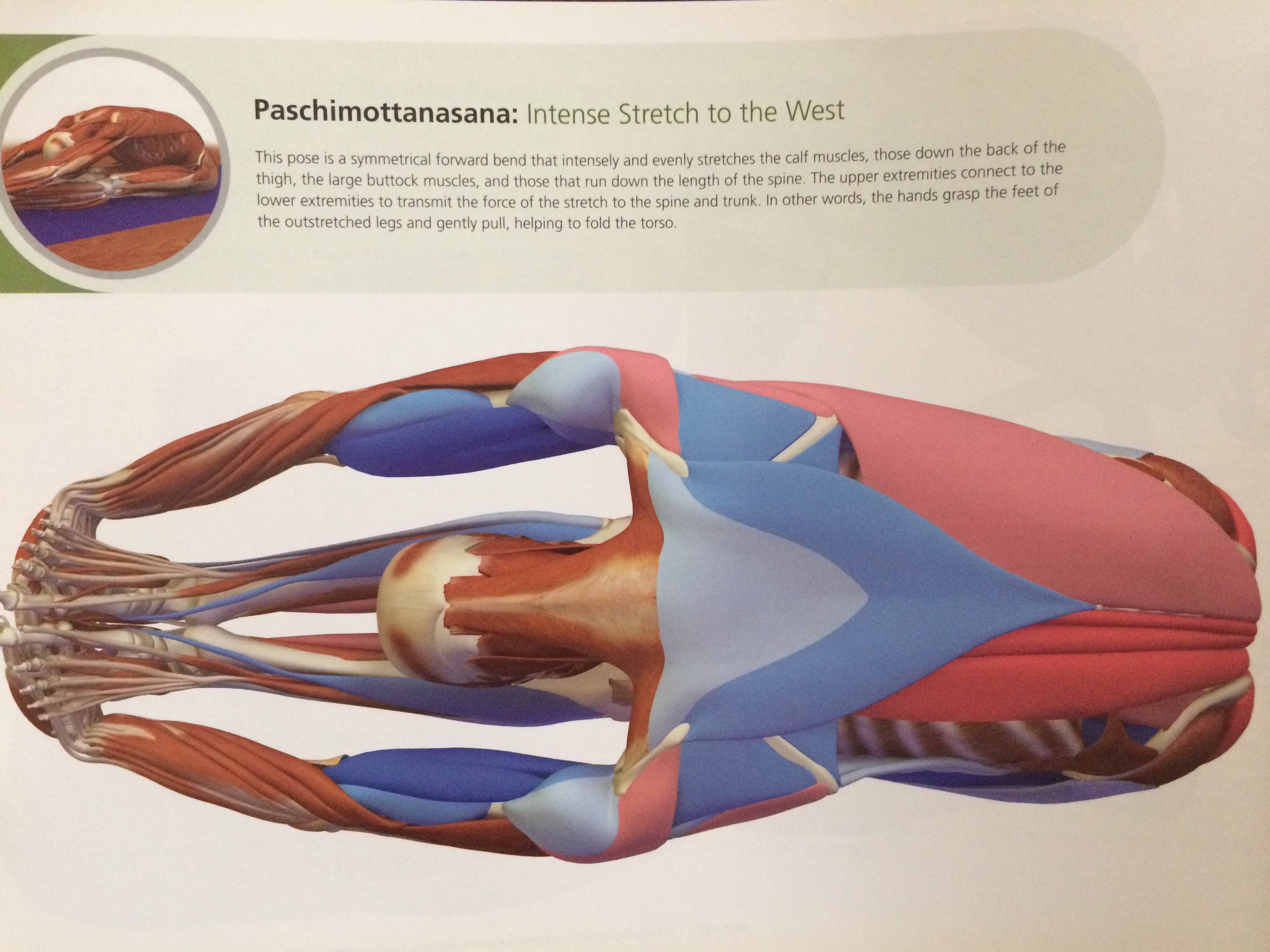 ray-long-paschimottanasana